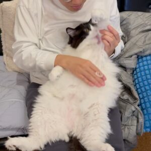 Asei Miki Instagram - 昨日5/25は保護猫の日でした！忘れてました！
うちの子達は保護猫です！
日々このような感じで過ごしてます！

#保護猫の日
#保護猫
#ねこ