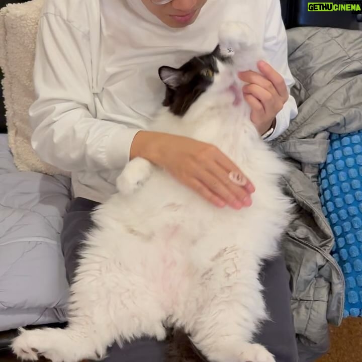 Asei Miki - 18.2K Likes - 昨日5/25は保護猫の日でした!忘れてました!
うちの子達は保護猫です!
日々このような感じで過ごしてます!
#保護猫の日
#保護猫
#ねこ