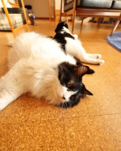 Asei Miki Instagram - 猫の日なので。
すみません。
うちのやつら見てあげてください🐈‍⬛
#助六
#銀次郎
#藤
#兆猛丹猛
#canon
#eosr6 
#広角