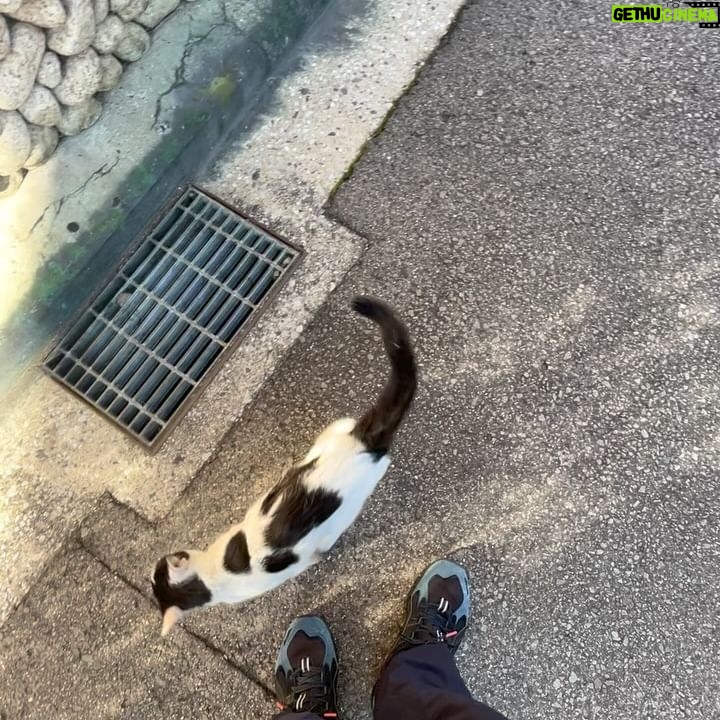 Asei Miki - 16.8K Likes - 漫才の殿堂ツアーの合間に猫に遊んでもらいました。
#猫
#町猫
#あとちょっとで連れて帰るところでした
#色んな家入って行ってた
#多分名前めっちゃ持ってる猫