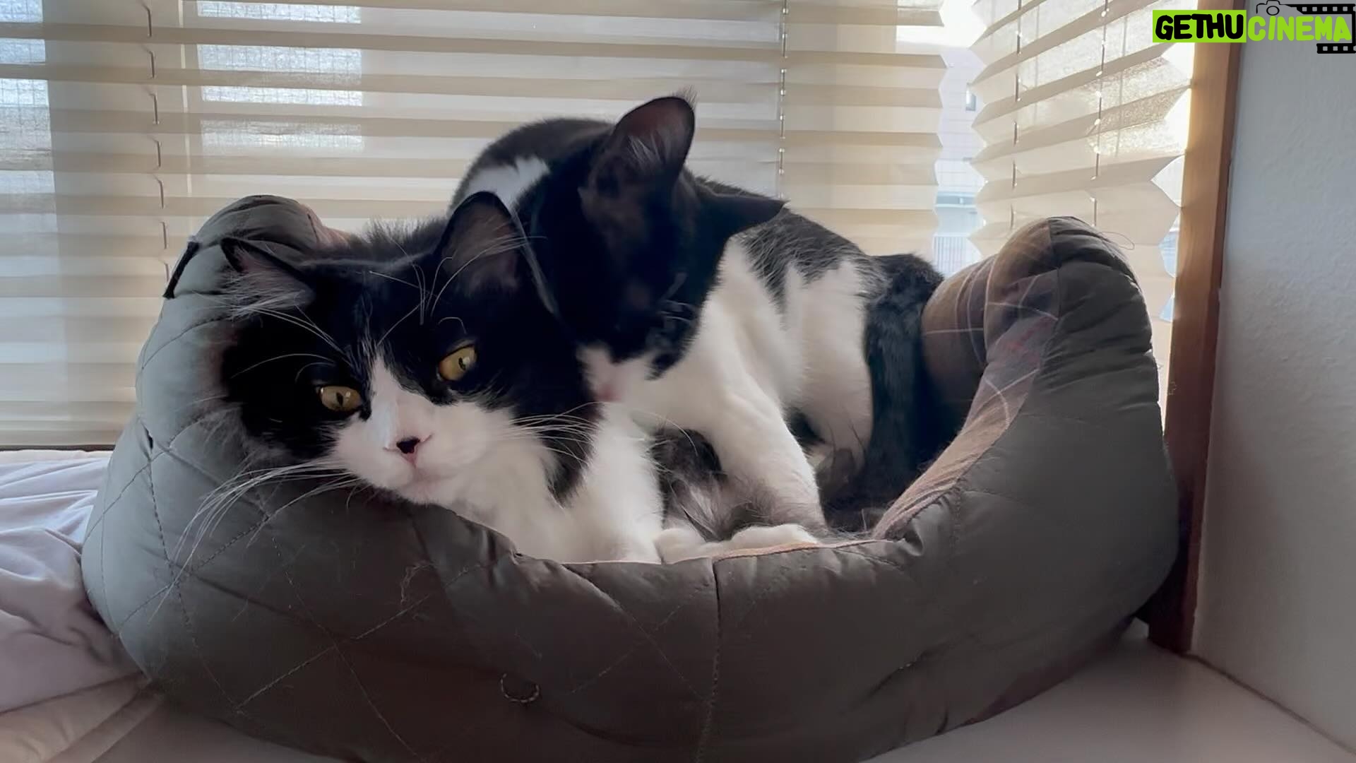 Asei Miki - 9.6K Likes - 兆猛がいい匂いなのは丹猛のおかげでもあります。
#兆猛
#これが当たり前やという顔してるな