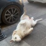 Asena Girişken