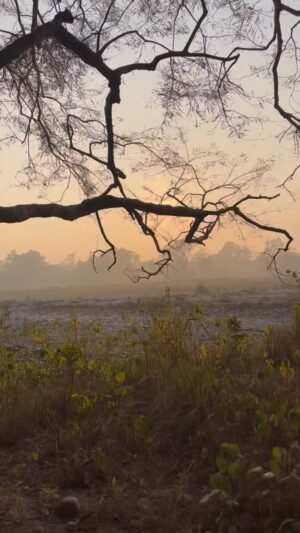 Ashish Verma Instagram - An evening at the Jim corbett national park , a perfect year ender !❤️
#peace #nature #photography #gratitide #wildlife 
#meditative
