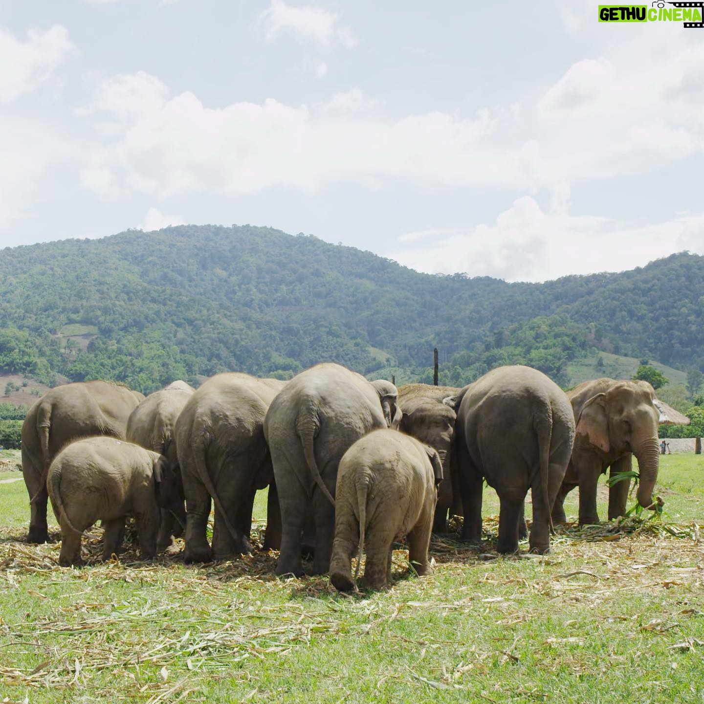 Ashley Bell - 412 Likes - Happy World Elephant Day! I was cellularly changed after meeting an elephant in the jungle. Their jungle, doing their thing, breathing their air, with no one to stop them. Under @lek_chailert guise so the elephants were safe, and the people were too. Some pics and video from Cambodia, Thailand and Kenya. Going through the airport for @loveandbananasmovie security would not manually check the film so they put it through the X-ray. At the time I was in a sheer panic but now my favorite part of these pictures are the white blobs. 🐘 #worldelephantday #saveelephants #asianelephant #africanelephant #shootonfilm
