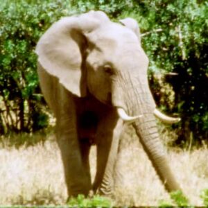 Ashley Bell Instagram - Happy World Elephant Day! I was cellularly changed after meeting an elephant in the jungle. Their jungle, doing their thing, breathing their air, with no one to stop them. Under @lek_chailert guise so the elephants were safe, and the people were too. Some pics and video from Cambodia, Thailand and Kenya. Going through the airport for @loveandbananasmovie security would not manually check the film so they put it through the X-ray. At the time I was in a sheer panic but now my favorite part of these pictures are the white blobs. 🐘 #worldelephantday #saveelephants #asianelephant #africanelephant #shootonfilm
