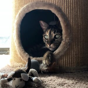 Ashley Clements Instagram - We said goodbye to Perdita this weekend, my beloved companion for 13 years. Cancer took her far too young, but we will always treasure the time we had and what a loving and snuggly cat she was. Her favorite place in the world was in one of our laps. We were as obsessed with her as she was with us, and our hearts are as full as they are broken.