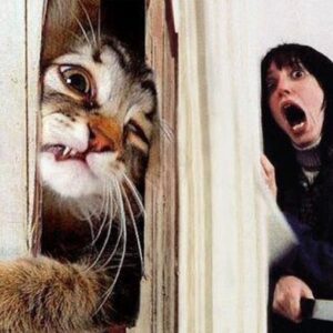 Ashley Laurence Instagram - Caturday 🪓🐈💫

“HEEEERE’S KITTY…”

. 

. 

. 

. 

#horrormovies #horrorclub #horrorfilm #horrorfilms #horrormovie #horrormovies #horrorgeek #horrornerd #horrorjunkie #horrorfan #horrorfans #horrorlife #horrorgram #instahorror #horrorfamily #caturday #horrorobsessed #ilovehorror #horrorfam #horrorlover #horror #hellraiser