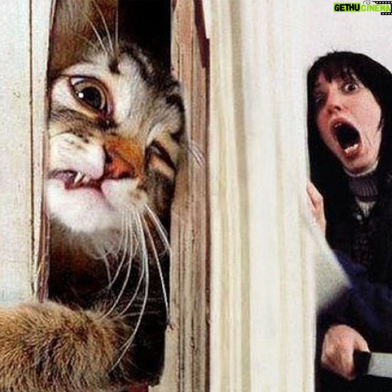 Ashley Laurence - 1.8K Likes - Caturday 🪓🐈💫
“HEEEERE’S KITTY…”
.
.
.
.
#horrormovies #horrorclub #horrorfilm #horrorfilms #horrormovie #horrormovies #horrorgeek #horrornerd #horrorjunkie #horrorfan #horrorfans #horrorlife #horrorgram #instahorror #horrorfamily #caturday #horrorobsessed #ilovehorror #horrorfam #horrorlover #horror #hellraiser