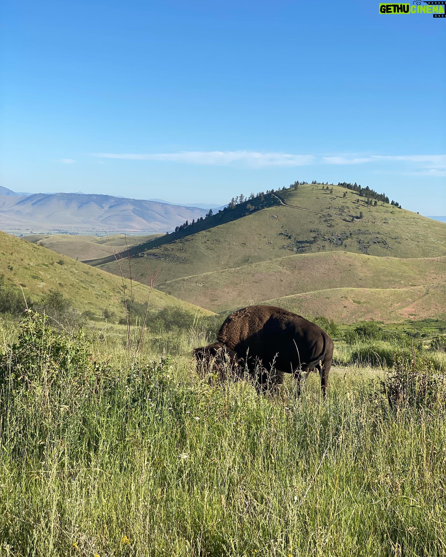 Ashley Platz - 3 Likes - Montana dump 🦬