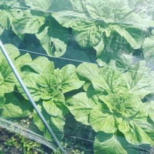 Asuka Kudo Instagram - 最近は、ニンニクの植え付けを10,000株🧄
さやあかね（ジャガイモ）の出荷🥔
ビーツ2種類、長ネギ、大根4種類、白菜2種類。
そしてこれから、サツマイモ2種類、里芋、生姜の収穫が控えてます🙇
新しい農業の番組も先週から始まり、自然の魅力、人との繋がり、感謝の気持ちでいっぱいです。
ドラマの撮影もしながら、作業するのは大変な時もありますが、周りの人の協力や理解してくれる環境にも感謝です。

僕が作った野菜をなるべく多くの方の元へ届けられるよう頑張ります☺️

#農業#長ネギ#ビーツ#白菜
#さやあかね#大根#サツマイモ
#ニンニク#里芋#生姜
#自然の魅力
