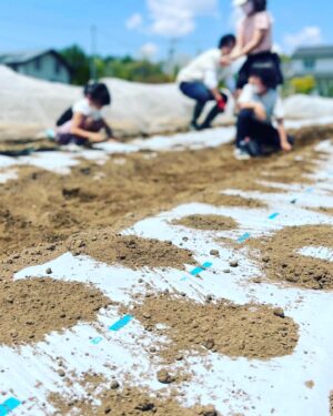 Asuka Kudo Instagram - ストーリーでも載せましたが、今年のジャガイモの定植🥔
今年は、「さやあかね」と「インカのめざめ」を植えました☺️
「さやあかね」は北海道で主に作られてるジャガイモで、本州で本格的に生産するのは、、、初めて？なのかな？他の農家さんでも作ってたりするらしいんですが、本格的にやるのは初めてらしいです。
もし、違ってたらすみません。
むしろ教えてください😅

3枚目の写真は、有吉ゼミのディレクターをしている方の家族が遊びに来てくれました☺️
なので、ジャガイモの植え付けを体験してもらいました！
僕がずっとやりたかった事の一つです🙇
農業の魅力を次の世代の人達に伝えていける手伝いをさせて頂けたらという思いがあって！
4枚目の写真は、マルチに穴を開ける道具です😂

#さやあかね#インカのめざめ
#農業#農業体験#ジャガイモ　
#北杜市
