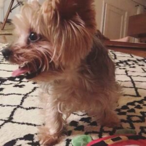 Austin Nichols Instagram - This little creature came into my life two years ago and left tiny little paw prints on my heart. Those have turned into dinosaur footprints. She belonged to @hassieharrison . But she always gave the mornings to me. She woke me up. She begged me for breakfast. She barked until I took her on a walk. And then we would sit on the stoop and soak up the morning sun. Hassie gave her so many unique nicknames. My favorites were WockyMoly. Leetle. The Missus. Grimer. Guggenheimer. Grouper. Mama. Trinket. Coconut. And Blinkers. I crumble every time I think of her scratching at my leg when I was making dinner. And that I won’t be able to feel that again. I wish you all could have seen her turn into a Track Star the second her paws touched carpeted hotel hallways. She lived for that traction. The day she left us California had its biggest earthquake in 20 years. She was an earth shaker.  The unforgettable Cocomeaux.