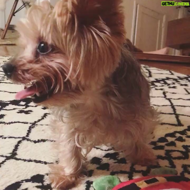 Austin Nichols - 20.1K Likes - This little creature came into my life two years ago and left tiny little paw prints on my heart. Those have turned into dinosaur footprints. She belonged to @hassieharrison . But she always gave the mornings to me. She woke me up. She begged me for breakfast. She barked until I took her on a walk. And then we would sit on the stoop and soak up the morning sun. Hassie gave her so many unique nicknames. My favorites were WockyMoly. Leetle. The Missus. Grimer. Guggenheimer. Grouper. Mama. Trinket. Coconut. And Blinkers. I crumble every time I think of her scratching at my leg when I was making dinner. And that I won’t be able to feel that again. I wish you all could have seen her turn into a Track Star the second her paws touched carpeted hotel hallways. She lived for that traction. The day she left us California had its biggest earthquake in 20 years. She was an earth shaker. The unforgettable Cocomeaux.