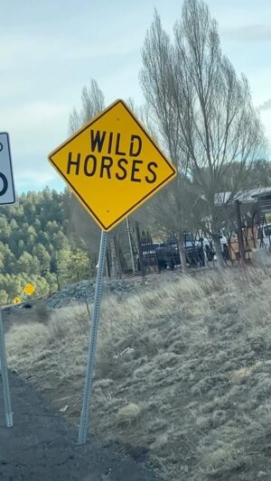 Austin Nichols Instagram - I’m making a movie in New Mexico and I have never seen this in my life. It’s so cool to see them on their own in the wild!  #wildhorses #horses #equestrian #cowboy #rollingstones #ranchlife #newmexico