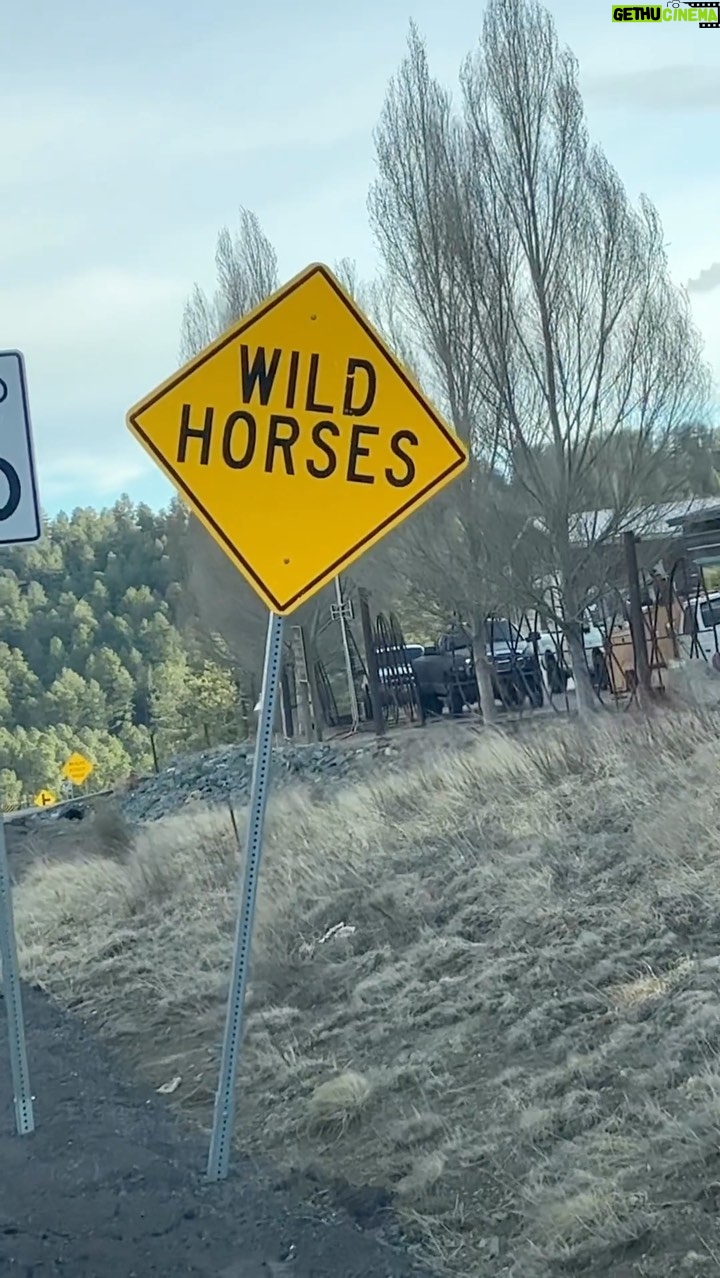 Austin Nichols - 4.3K Likes - I’m making a movie in New Mexico and I have never seen this in my life. It’s so cool to see them on their own in the wild! #wildhorses #horses #equestrian #cowboy #rollingstones #ranchlife #newmexico