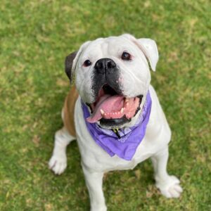 Austin Stowell Instagram - We don’t deserve them. Gus, I’m so happy to pick up your poop. While we’re taking about it...pick up your dog’s poop, jerks. #nationaldogday