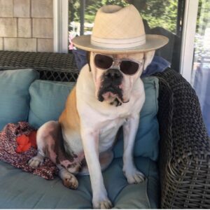 Austin Stowell Instagram - We don’t deserve them. Gus, I’m so happy to pick up your poop. While we’re taking about it...pick up your dog’s poop, jerks. #nationaldogday