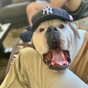 Austin Stowell Instagram - We don’t deserve them. Gus, I’m so happy to pick up your poop. While we’re taking about it...pick up your dog’s poop, jerks. #nationaldogday