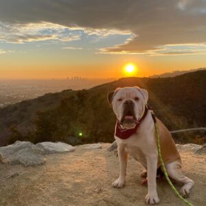 Austin Stowell Instagram - We don’t deserve them. Gus, I’m so happy to pick up your poop. While we’re taking about it...pick up your dog’s poop, jerks. #nationaldogday