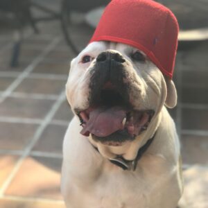 Austin Stowell Instagram - We don’t deserve them. Gus, I’m so happy to pick up your poop. While we’re taking about it...pick up your dog’s poop, jerks. #nationaldogday