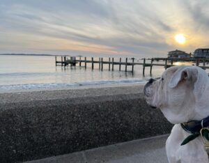 Austin Stowell Instagram - My sweet, big boy has said goodbye to this life. Gus was so much more to me than just my dog. He got me through the hardest parts of my life with his steadfast, unending love. My last words to him were, “I love you. Thank you for everything.” Those words do not even start to come close to showing my gratitude for the 11 years he spent with me. Gus sniffed the air deeply at the  scent of the ocean, the crisp air of the mountains, and whatever was cooking on the stove. He welcomed people at first sight with a hard lean and longing stare wanting to show his affection. He appreciated the value of good nap only known by the satisfied who have been worn out by the joys of life. He adventured with me from the Atlantic to the Pacific and everywhere in between. The beaches of The Gulf, the mountains of Canada, the sidewalks of New York, LA, Chicago, the deserts of New Mexico, the green peaks of Vermont, the slopes of Utah, and the the shores of New England at large. Gus was friend to all but I was always selfishly happy he chose me. So now it’s my turn to honor his life by loving hard, earning my naps, and taking the time to put my nose in the air and appreciate the simple gifts of life. I will love you forever and ever, Bubba. Until we meet again… 🐽 ❤️ 🐽
