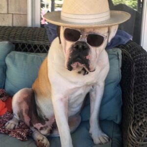 Austin Stowell Instagram - Celebration of Pig 4