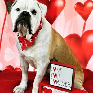 Austin Stowell Instagram - Unleash your love ❤️ Happy Valentine’s Day you filthy animals