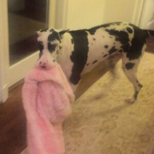 Austin Swift Instagram - When your 130lb dog has social anxiety and starts carrying around its favorite blanket any time more than 3 people are in the house
