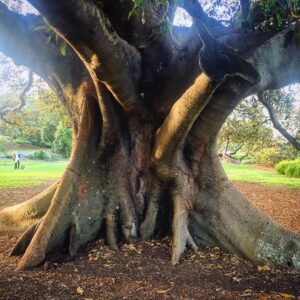 Austin Swift Instagram - There are very large trees here
