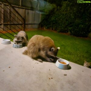 Axel Kuschevatzky Instagram - Volvieron los mapaches a saquearle la comida a la gata que, CLARAMENTE NO ESTÁ MUY FELIZ.