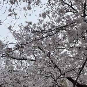 Ayane Takahashi Instagram - 🌸🌸🌸