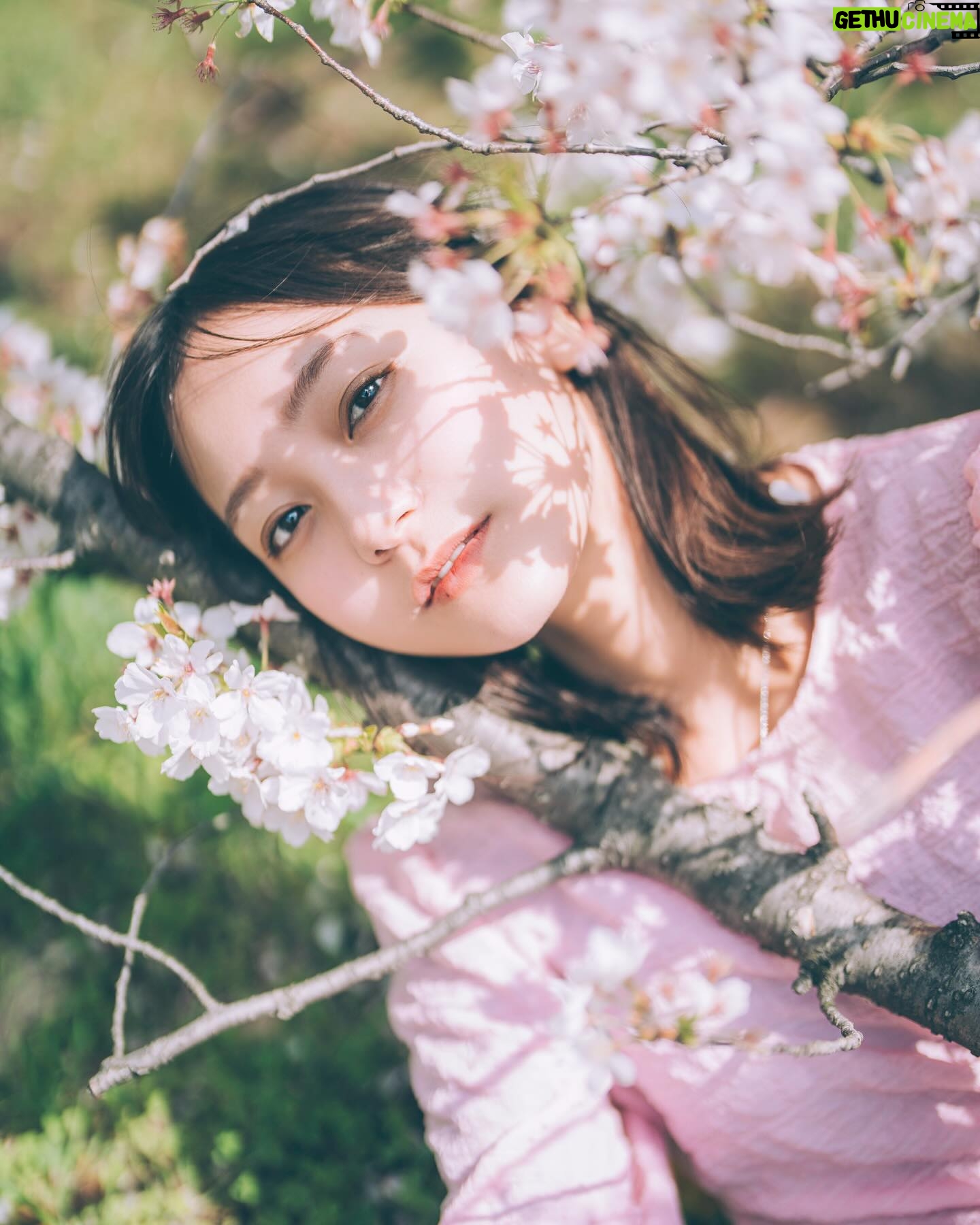 Ayano Kudo - 1.2K Likes - Cherry blossoms🌸