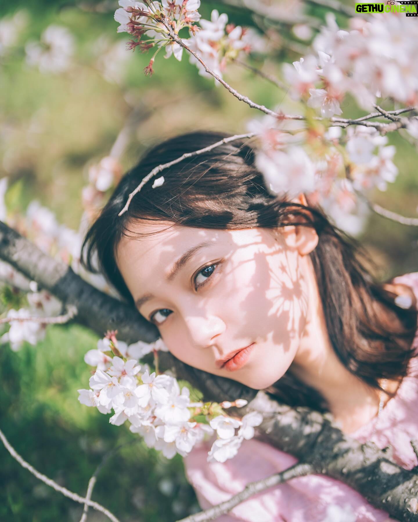Ayano Kudo - 1.2K Likes - Cherry blossoms🌸