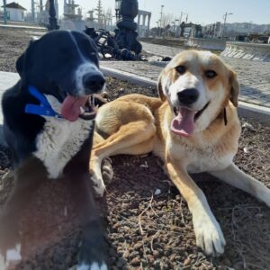Ayça Eren Instagram - (ANKARA)Bu iki kardeş, bir yaşındalar: Şanslı ve Köpük🥰 İkisi de erkek. Aşıları tam: iç/dış/gençlik. Kısır değiller. İnsana, sevmeye, sevilmeye çok alışkınlar. Bebekliklerinden beri bir arada olmalarinin verdiği (Hatta dört kardeşleri daha var hepsi bir arada yaşıyor) bir sosyallik de var. Sokakta, yeni doğmuş halde onlari bulan Burçin, arazide onlara özel bir alan yaptırmış, beslenmelerini, vitaminlerini, genel kontrol ve bakımlarını hiç aksatmamış. Fakat artık yaşadıkları alana sığamamaya başlamışlar diğer kardeşlerle. Bu sebeple ilk olarak Şanslı ve Ķöpük'e yuva arıyoruz. Ayrıca kısırlaştırma operasyonları ve mama için de maddi desteğe ihtiyacı var bu kardeşlerin. İlgilenenler @burciinn hesabından iletişime geçebilirler 😊