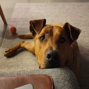 Ayisha Issa Instagram - Poopy Love ❤️ 
.
.
.
.
.
.
.
.
.
.
.
.
.
.
#dogs #dogsofinstagram #doberman #ridgeback #rescuedog #fureverhome #traildog #boopmynose #mondaymotivation