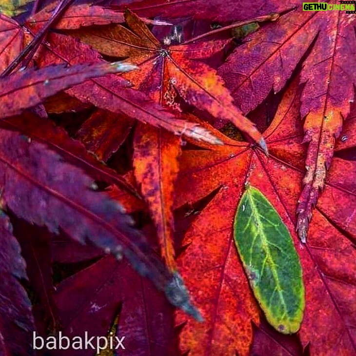 Babak Borzouyeh - 710 Likes - ŲŲ§ŁŁ Ų®Ų±Ų§ŲØŁ Ųضرت٠پاŪŪŲ²ŲŁ
Ų§ŁŁ Ł
Ł
Ų“Ų£ŁŁ ŁŲ²ŁŁŁ Ų³ŁŲ±ŁāŪ ŲØŲ§Ų±Ų§Ł ŲØŁāŁŲ§Ł
Ł ŲŖŁ
ŲŖŁŁŲ§ ŁŁ Ł
Ł ŲØŁ Ł
ŁŲ±Ł ŲŖŁ
Ų¢Ų°Ų± ŲØŁ Ų¬Ų§Ł Ų“ŲÆŁ
ŲÆŁŲŖŁŚÆŪŁ ŲÆŁŲ§ŪŁŁ Ų¢ŲØŲ§Ł ŲØŁ ŁŲ§Ł
Ł ŲŖŁ...
#Ų¹ŁŪŲ±Ų¶Ų§_Ų±ŁŲ¬ŲØŲ±
#پاŪŪŲ² #Ų¢Ų°Ų± #Ų¢ŲØŲ§Ł #برگ #ŁŲ±Ł
Ų² #Ų²Ų±ŲÆ #ŁŲ§Ų±ŁŲ¬Ū # Ų®Ų²Ų§Ł
@babakborzouyeh
Ł
ŲÆŲ±Ų³_عکاسŪ
#Ų¢Ł
ŁŲ²Ų“_Ų¹Ś©Ų§Ų³Ū #Ų¢Ł
ŁŲ²Ų“_Ų¢ŁŁŲ§ŪŁ #ŲŖŁŲ±_عکاسŪ
#عکاسŪ_Ł
Ų³ŲŖŁŲÆ_Ų§Ų¬ŲŖŁ
Ų§Ų¹Ū
#عکاسŪ_Ų³ŪŁŁ
Ų§
#عکاسŪ_ŲŖŲ¦Ų§ŲŖŲ±
#عکاسŪ_Ų®ŲØŲ±Ū
#عکاسŪ_Ł
ŪŲ±Ų§Ų«_ŁŲ±ŁŁŚÆŪ
#عکاسŪ_ŲµŁŲ¹ŲŖŪ
#عکاسŪ_ŲŖŲØŁŪŲŗŲ§ŲŖŪ
#عکاسŪ_Ł
Ų¹Ł
Ų§Ų±Ū
#babak_borzouyah #sheednegar
#photographer
#nationaliranianphotograoher
#cinemaphotographer