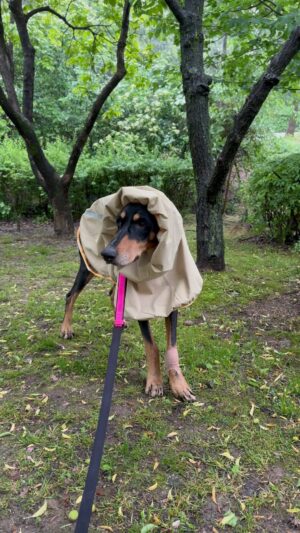 Bae Jung-nam Instagram - 우비소녀 🐶🌧️☔️🌿🌱☘️