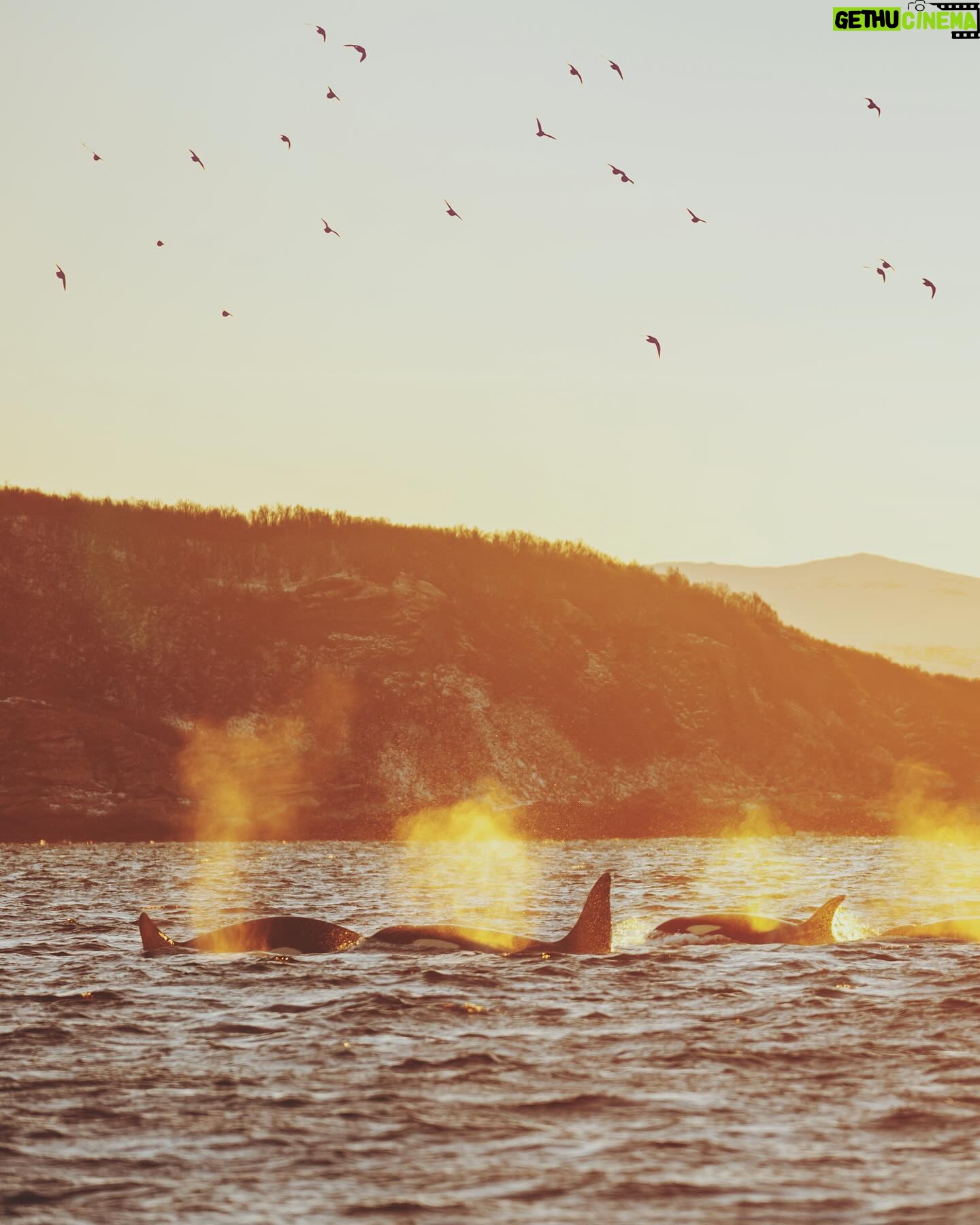 Bára Vávrová - 3 Likes - Water’s boiling around Skjervøy these days… 😌
This has been my best whalewatching so far. Many close encounters and amazing weather. Always wanted to take pictures of them with a soft sunlight - such a rare commodity in the winter arctic. ✨ Still didn’t get the shot I wanted tho which means there is a reason to bother these magnificent creatures once again. 😁
#skjervøy #tromsø #orcas #humpback #whales