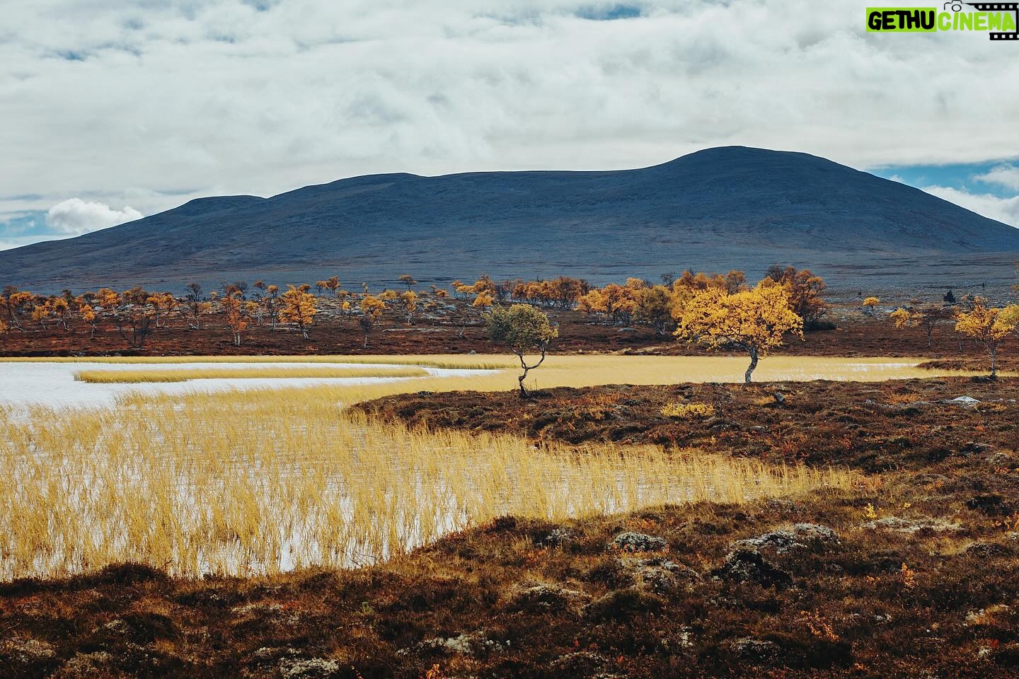 Bára Vávrová - 3 Likes - Right now I wouldn’t mind to disappear in the colourful forest of Grøtådalen, sleep in a tent next to the lake Oasen or listen to the burning wood in the mossy cabin on the shores of Nedre Roasten. Autumn Femundsmarka is something else, always worth coming back to.
#femundsmarka #fulufjället #gutulia #norge #sverige #engerdal