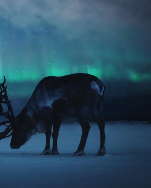 Bára Vávrová Instagram - #reindeer #tromsø #norge #auroraborealis #northernlights #arctic #sapmi #troms