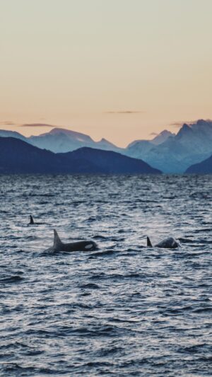 Bára Vávrová Instagram - Taking photos of the whales with my equipment (and my limited set of skills) is not the easiest, but even not so good photos of beautiful memories count. ✨#humpbackwhale #finwhale #orca #killerwhale #skjervøy #tromsø #norge #arctic