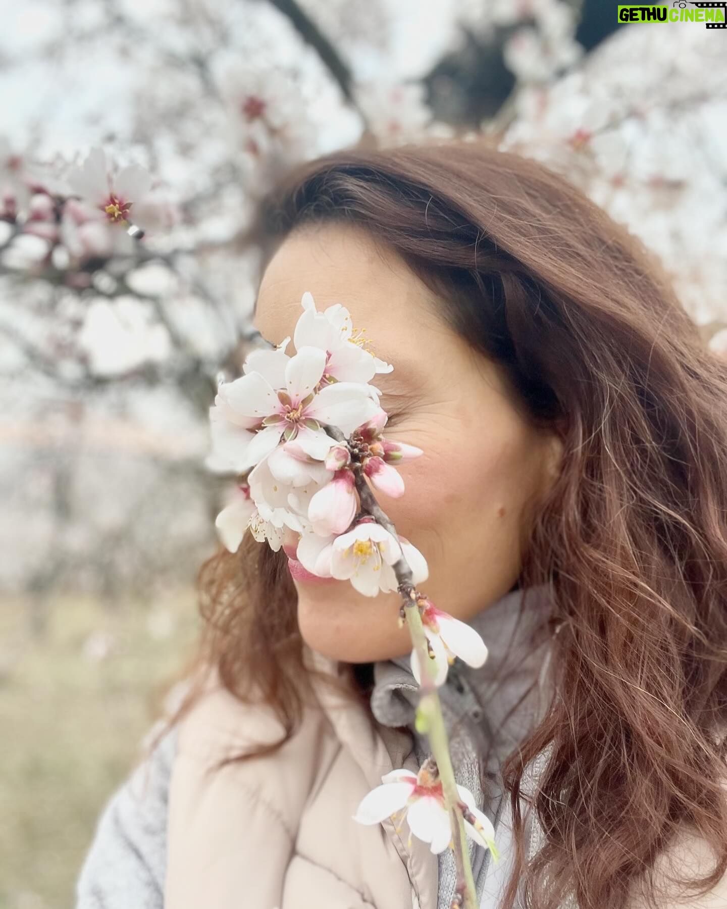Barbora Seidlová - 824 Likes - Utopit se v té něze… 🤍
nebo se jí alespoň nadýchat… nechat se jí obejmout… nebo se na ni pořádně vynadívat a obtisknout si ji do paměti … anebo si ji alespoň trochu odnést domů… ale to jen v případě, že se zrovna střihaly větve, leží poházené všude kolem a přesto kvetou… protože je jaro!… Anebo se té vůně napít! A to je úplně reálné! Pamatuji doby kdy se v mandloňovém sadu u Hustopečí procházelo jen pár místních… Dnes je tam parkoviště a po cestě k sadu i u rozhledny narazíte na stánek @mandlarna kde si můžete dát mandlové úplně všechno… proč ne! (A pozor! Když na silnici potkáte auto téhle výrobny mandlových likérů, na zadním skle uvidíte nápis “zastavte nás, dáme vám vzorek”… a telefoní číslo… a opravdu to funguje! Stane se potom, že uprostřed městského provozu, v rychlosti, na červené stáhne paní okýnko a podává vám vzorek tekutých mandlí… a vy máte radost tak ji v tom okýnku auta dáte pusu na tvář, protože nic jiného nemáte… a z té nevšední maličkosti vám rozkvete den i kdyby jaro nebylo!)