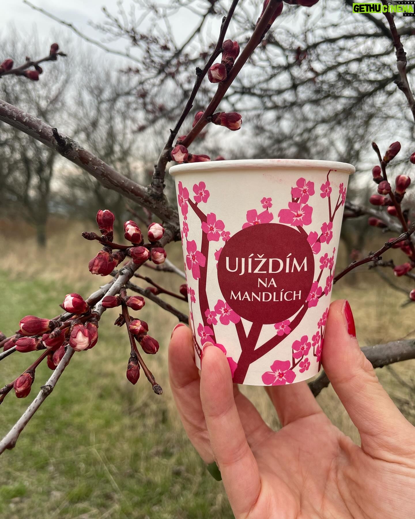 Barbora Seidlová - 824 Likes - Utopit se v té něze… 🤍
nebo se jí alespoň nadýchat… nechat se jí obejmout… nebo se na ni pořádně vynadívat a obtisknout si ji do paměti … anebo si ji alespoň trochu odnést domů… ale to jen v případě, že se zrovna střihaly větve, leží poházené všude kolem a přesto kvetou… protože je jaro!… Anebo se té vůně napít! A to je úplně reálné! Pamatuji doby kdy se v mandloňovém sadu u Hustopečí procházelo jen pár místních… Dnes je tam parkoviště a po cestě k sadu i u rozhledny narazíte na stánek @mandlarna kde si můžete dát mandlové úplně všechno… proč ne! (A pozor! Když na silnici potkáte auto téhle výrobny mandlových likérů, na zadním skle uvidíte nápis “zastavte nás, dáme vám vzorek”… a telefoní číslo… a opravdu to funguje! Stane se potom, že uprostřed městského provozu, v rychlosti, na červené stáhne paní okýnko a podává vám vzorek tekutých mandlí… a vy máte radost tak ji v tom okýnku auta dáte pusu na tvář, protože nic jiného nemáte… a z té nevšední maličkosti vám rozkvete den i kdyby jaro nebylo!)
