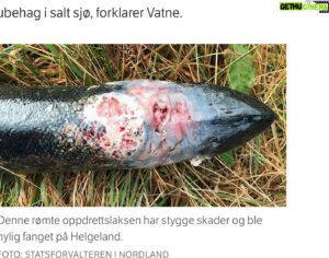 Bård Tufte Johansen Instagram - 39000 oppdrettsfisk på rømmen fra ett anlegg helt oppspist av lus. (4 ganger fler enn all villfisk tatt i elver i Trøndelag) Finn noe annet å spise folkens. Verre enn foie gras @gunhild_stordalen