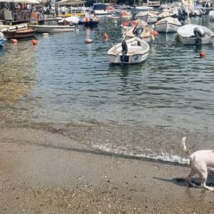 Barret Swatek Instagram - Paris to Portofino 🇫🇷🇮🇹 Familia, friends and the pooch 🐶