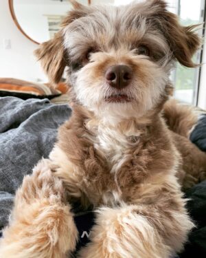 Barrett Foa Instagram - She is made of pies. (This came out of my mouth yesterday when we were snuggling and it makes no sense but it’s my new term of endearment for her.) #madeofpies #scotch