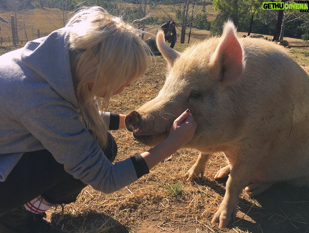 BeBe Bettencourt - 3 Likes - A very important and beautiful visit to @wherepigsflyfarmsanctuary to celebrate 3 years since making the best decision of my life 🐷🌱 such selfless and compassionate work is done at this lovely place - entirely obvious once you meet the gorgeous animals that have been saved from a cruel fate and now reside here happily❤️