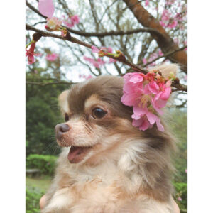 Bea Hayden Kuo Instagram - 🐶🌸
#郭碧婷 #guobiting #beahayden #樱花