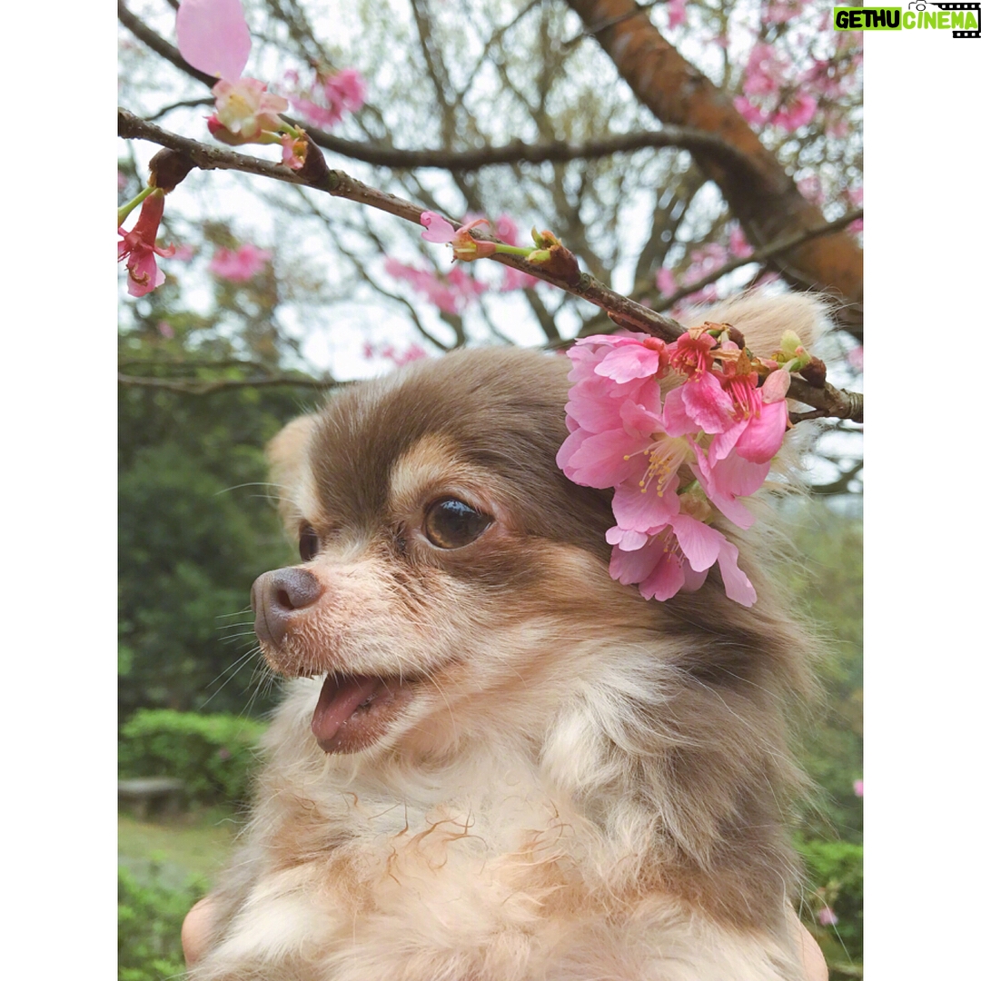 Bea Hayden Kuo - 3.9K Likes - 🐶🌸
#郭碧婷 #guobiting #beahayden #樱花