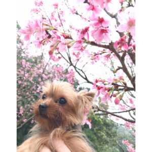 Bea Hayden Kuo Instagram - 🐶🌸
#郭碧婷 #guobiting #beahayden #樱花